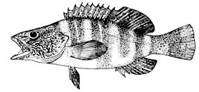 Serranus scriba_claves